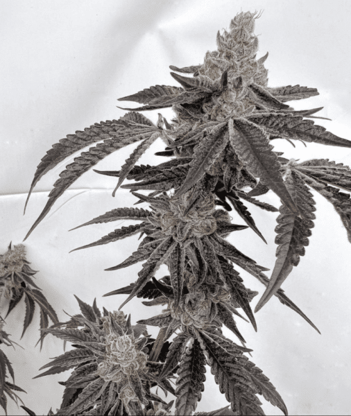 Solfire Gardens Ice Cold