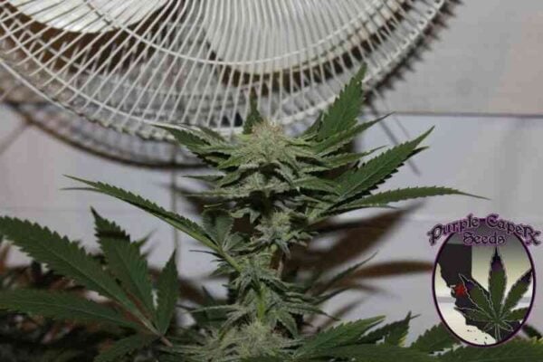 Purple Caper Seeds Krippy Kush