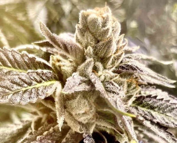 Rare Dankness Lemon Ghost Train