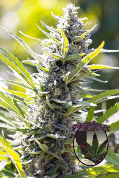 Purple Caper Seeds Luxor's A5 Silver Haze