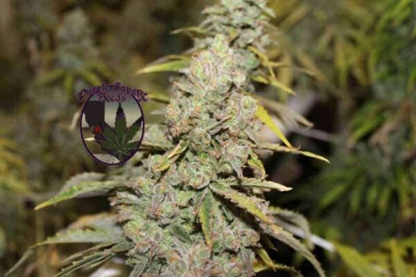 Purple Caper Seeds Luxor's Kwazulu