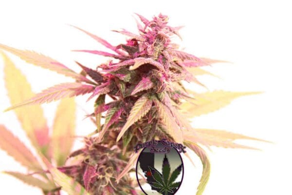 Purple Caper Seeds Luxor's Mango Haze