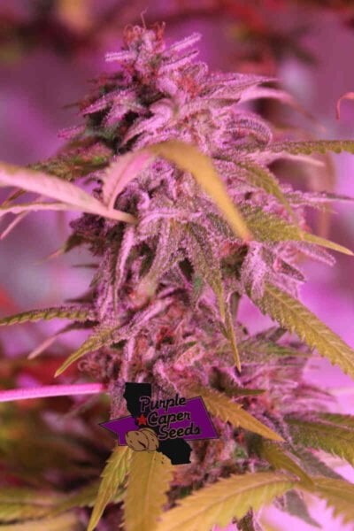 Purple Caper Seeds Luxor's Panama Red