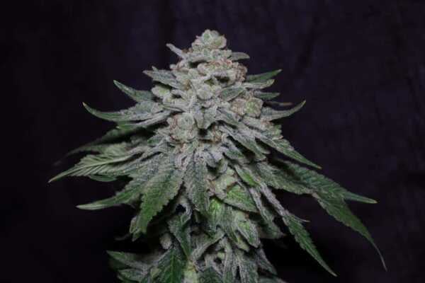 Close-up of a cannabis plant with dense clusters of frosty trichomes covering the buds and leaves, showcasing the MMXX F2 (F) strain against a dark background.