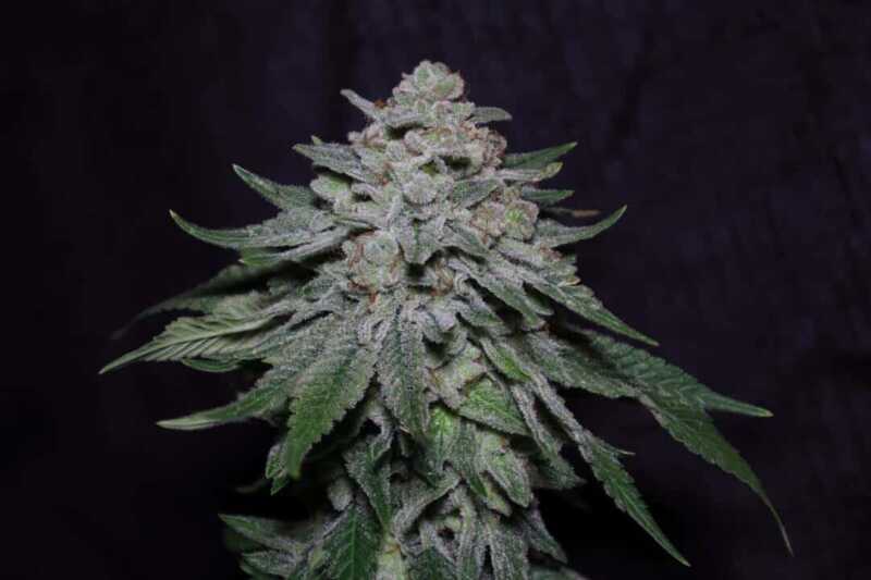 Close-up of a cannabis plant with dense clusters of frosty trichomes covering the buds and leaves, showcasing the MMXX F2 (F) strain against a dark background.