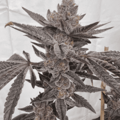 Solfire Gardens Mad Dog