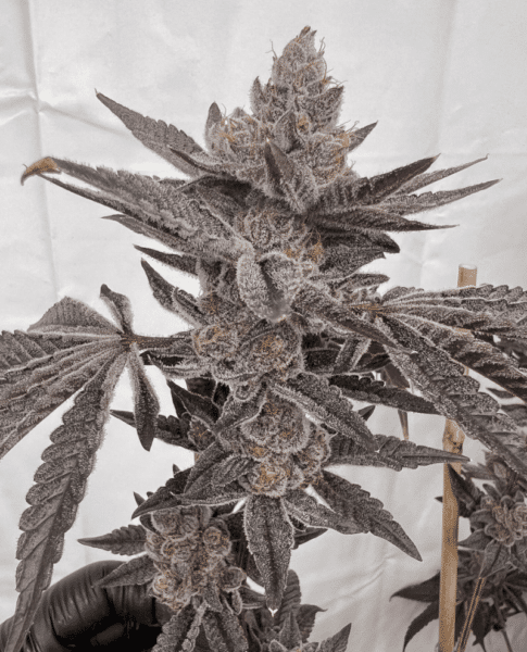 Solfire Gardens Mad Dog