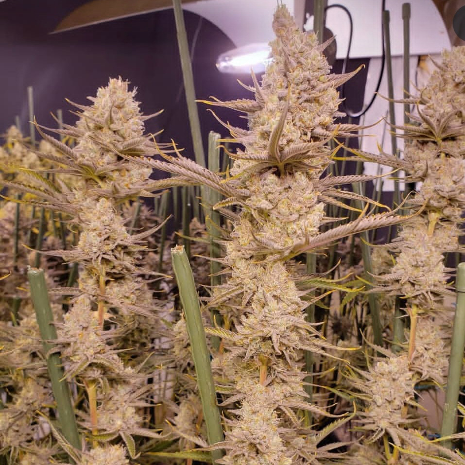 Platinum Valley Cannabis Seeds by In House Genetics