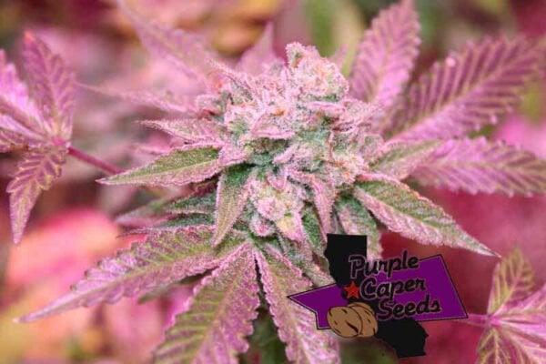 Purple Caper Seeds Runtz OG