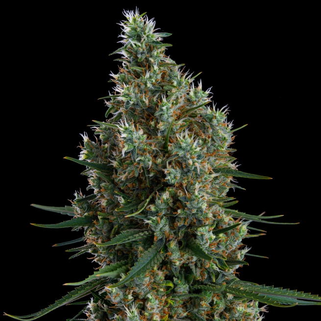 ZWEET-INZANITY-RBX-cannabis-seeds-by-ethos-genetics1 Zweet Inzanity RBX Cannabis Seeds by Ethos Genetics