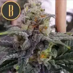 Close-up of a mature, trichome-covered Chemdog #4 (F) cannabis bud with green leaves and orange hairs, under a grow light. A circular logo with a "B" is in the upper left corner.