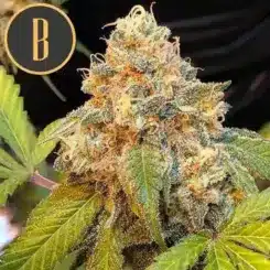 Close-up of a mature Chocolopez (F) cannabis plant with dense, trichome-covered buds. A logo with the letter "B" is in the top left corner.