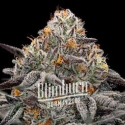 Close-up of a frosty Ooze (F) cannabis bud with orange hairs and trichomes, displaying the brand name "Blimburn" and "Born in 2002" text overlay.