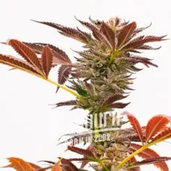 Close-up of a flowering Purple Kush Auto cannabis plant with vibrant red and green leaves on a white background.