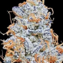 Close-up of a frosty, trichome-covered Platinum Valley (F) cannabis bud with orange hairs and purple hues against a black background. Platinum Valley Cannabis Seeds by In House Genetics