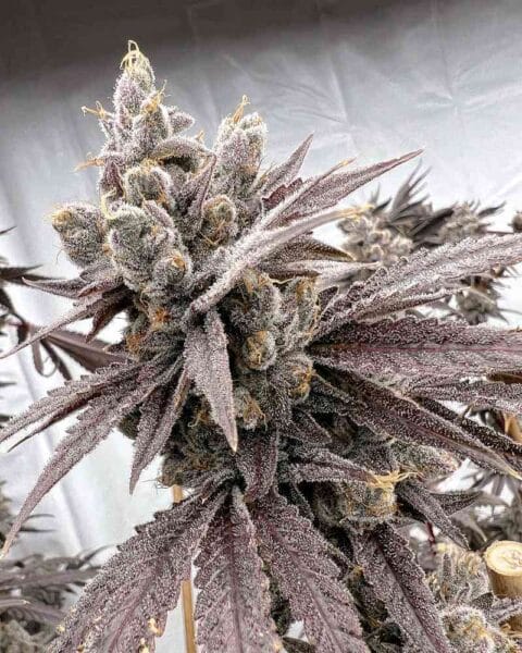 Solfire Gardens shot-caller