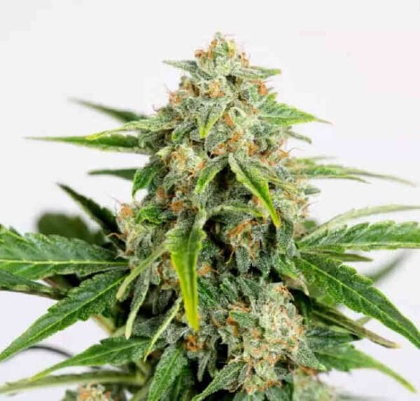 Humboldt Seed Organization Amnesia CBD Pure Auto