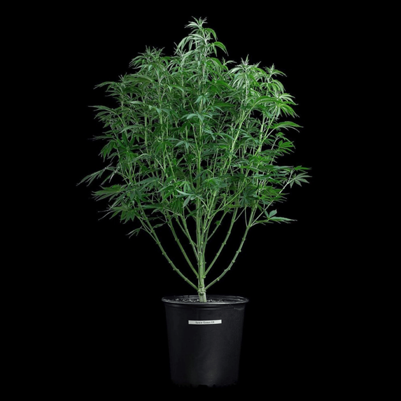 space queen cannabis seeds by brothers grimm seeds