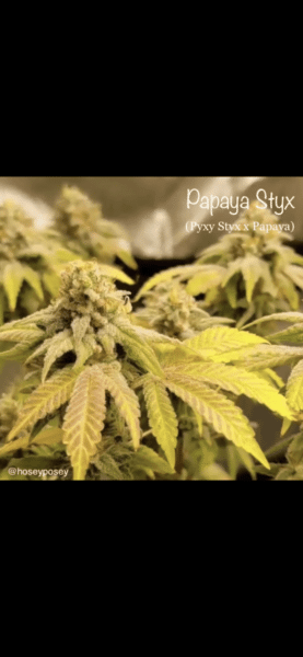 Cannarado Genetics Papaya Styx