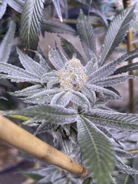 Thug Pug Peanut Butter Breath BX