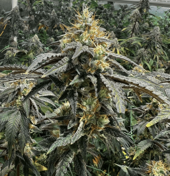 Cannarado Genetics Pisspaya