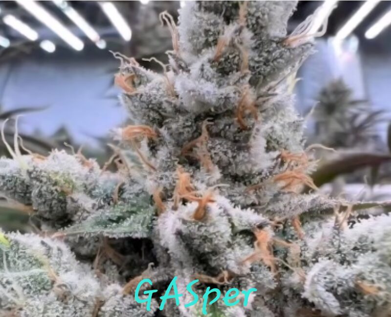 gasper cannabis seeds by in house genetics