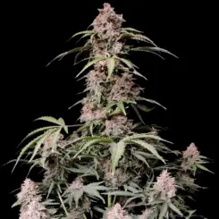 Amnesia Z Auto Cannabis Seeds by Fast Buds