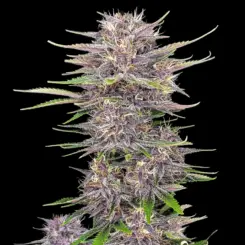 Banana Purple Punch Auto