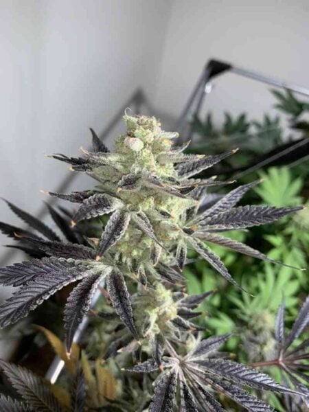 In House Genetics Bananium