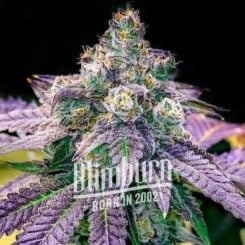 Close-up of a Fruity Pebbles (F) cannabis plant with purple and green leaves and frosty trichomes. The text "Dim Bud, Born in 2002" is overlaid on the image.