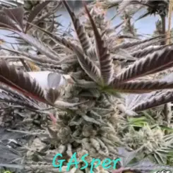 gasper cannabis seeds by in house genetics