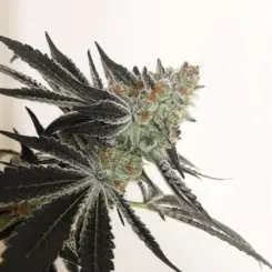 Close-up of a mature Candy Cane (F) cannabis plant with dark green leaves and frosty, orange-haired buds against a plain white background.