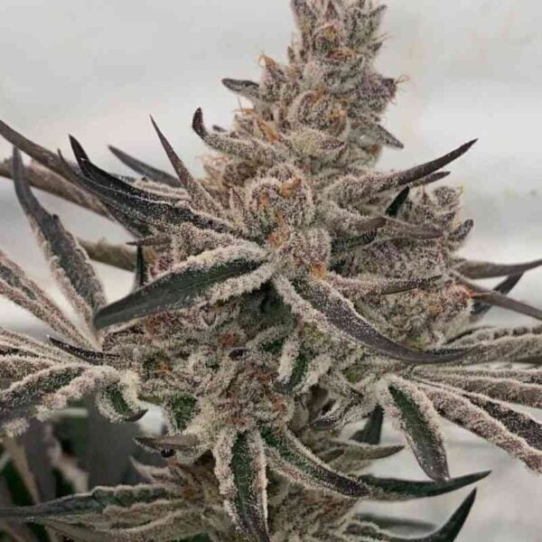 Close-up of a Deluxe Sugar Cane (F) cannabis plant with dense, frosty trichomes covering its buds and dark green, serrated leaves.