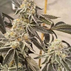 Close-up of dense, trichome-covered Garlic Sherb S1 (F) cannabis buds with dark leaves and orange pistils, against a blurred background.