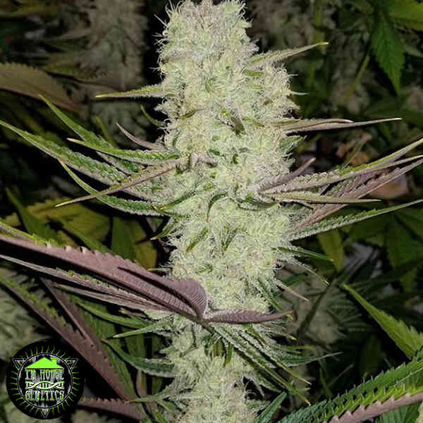 Close-up of a cannabis plant with dense, frosty buds and slender green leaves. A logo featuring "T.H.C" and "Genetics" is visible in the bottom left corner, highlighting the Platinum Silk (F) strain's quality.
