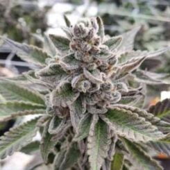 In House Genetics Platinum Garlic