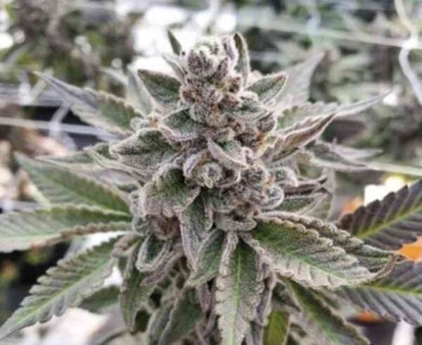 In House Genetics Platinum Garlic