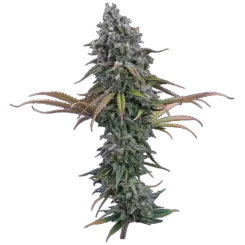 space queen cannabis seeds by brothers grimm seeds