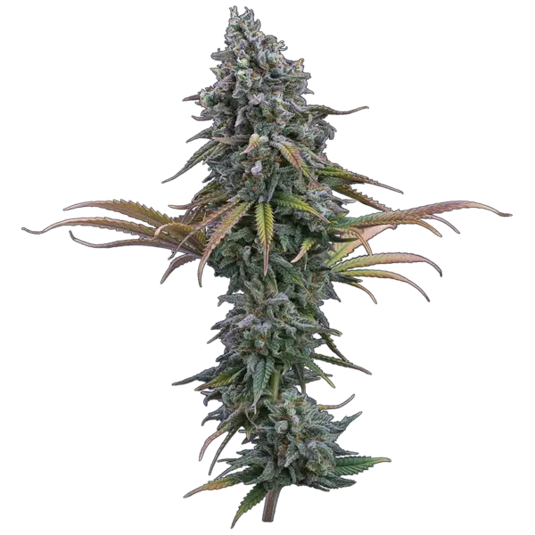 space queen cannabis seeds by brothers grimm seeds