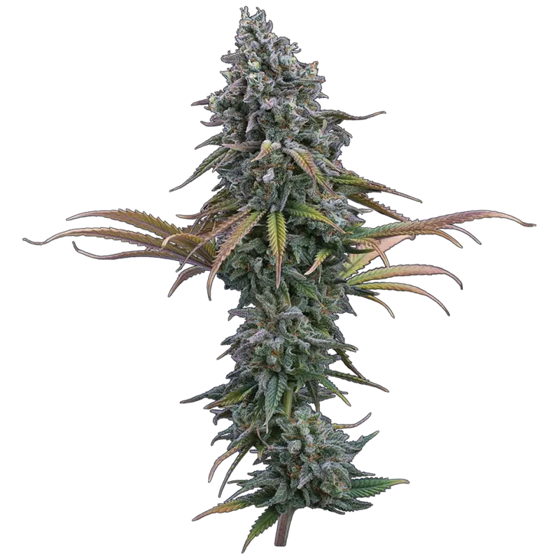 space queen cannabis seeds by brothers grimm seeds