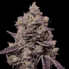 FantaSea Web Cannabis Seeds by Ethos Genetics