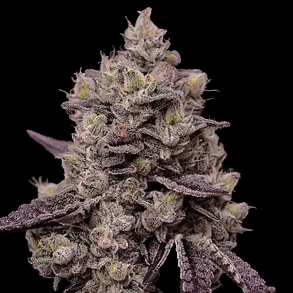 FantaSea Web Cannabis Seeds by Ethos Genetics