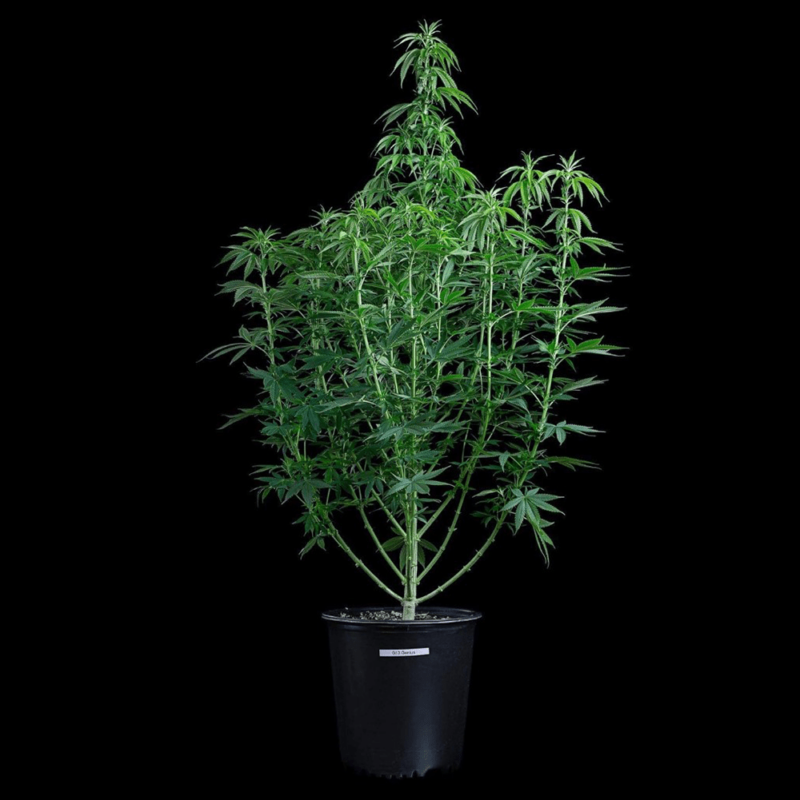 g13 genius cannabis seeds by brothers grimm seeds