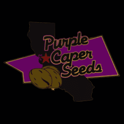 Purple Caper Logo cannabis seeds weed seeds marijuana seeds ed rosenthal
