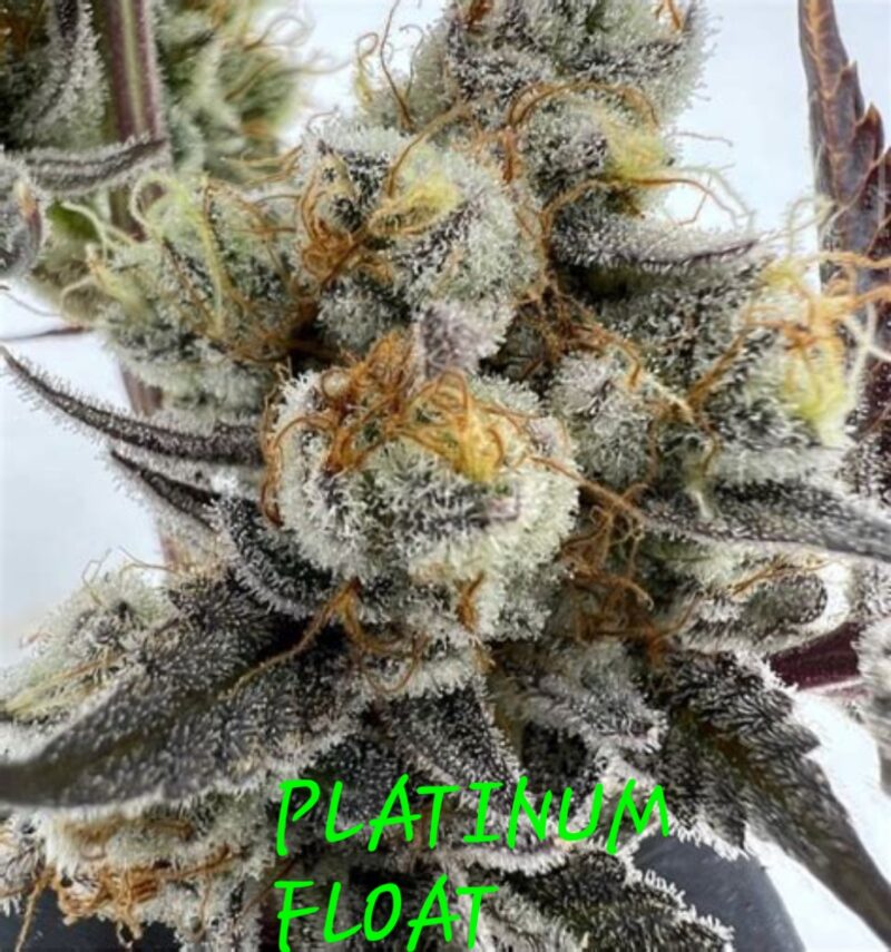 platinum float cannabis seeds by in house genetics