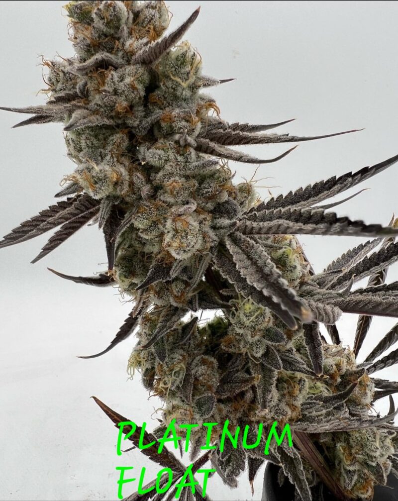 platinum float cannabis seeds by in house genetics