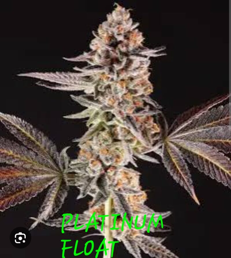 platinum float cannabis seeds by in house genetics
