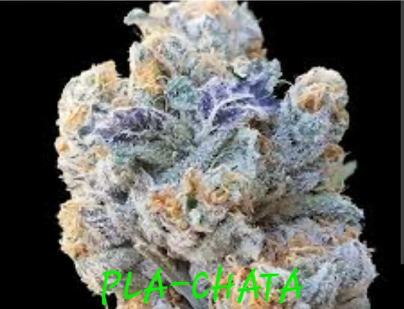 pla chata cannabis seeds by in house genetics