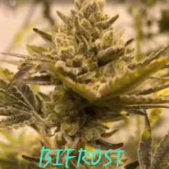 bifrost cannabis seeds by in house genetics