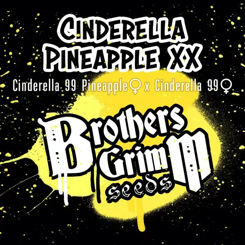 Label featuring "Cinderella Pineapple XX [formerly Pineapple XX] (F)" and "Brothers Grim Seeds" in stylized text, with a description reading "Cinderella Pineapple XX [formerly Pineapple XX] (F) x Cinderella 99" against a black background splattered with yellow paint.